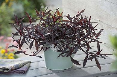 前BioWare编剧讨论《质量效应》三部曲早期结局构思